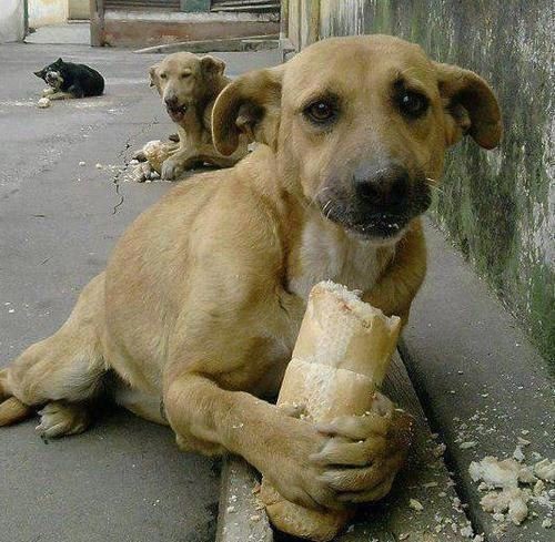 Если собаки едят хлеб, значит сильно голодны!