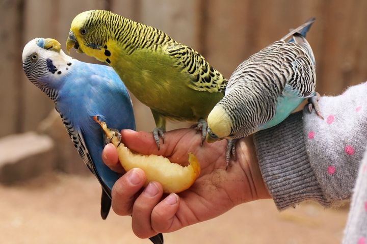 Идеальные условия для волнистого попугая