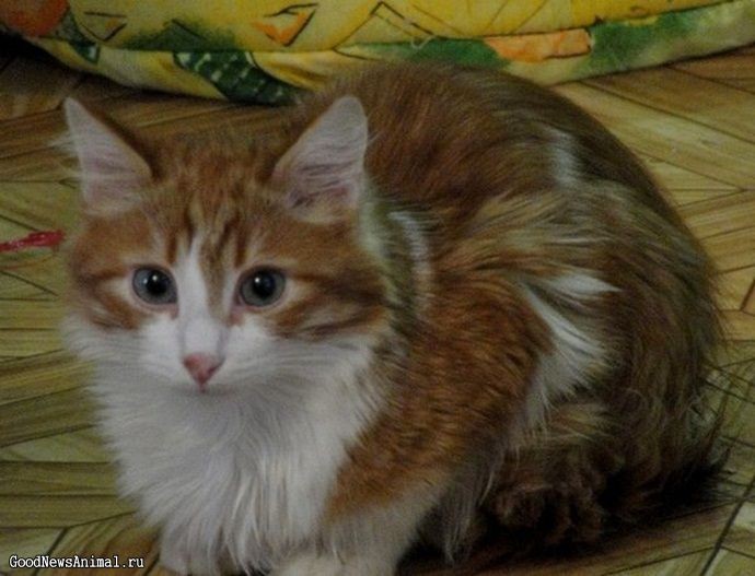 Картинки Кота Семена