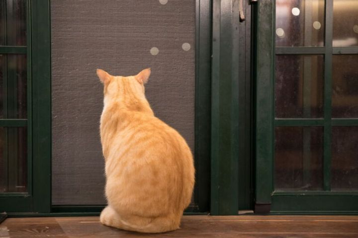 Кот смотрит в стену: пора вызывать экзорциста?