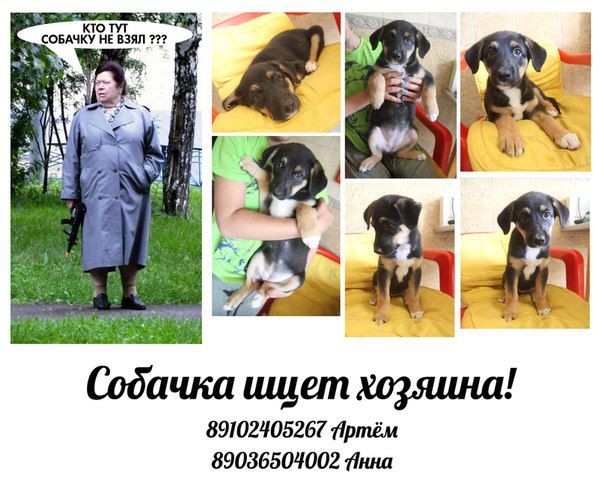 Собака сутулая за компьютером. У меня тут собака есть. Картинки животных с надписями. У меня тут собака есть. Мэм возьмите собачку.