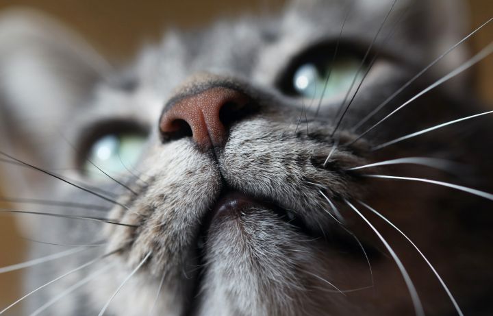 Почему у кошки ломаются усы?