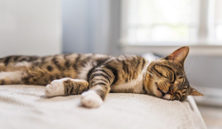 Почему кошки дёргаются во сне: причины и объяснения
