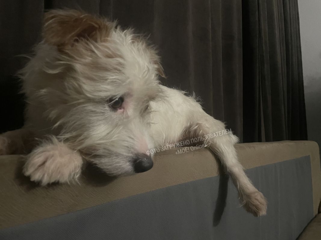 потеряшки собаки воронеж. пропала собака воронеж. потеряшки собаки воронеж. собаки потеряшки воронеж и область. потеряшки собаки воронеж.