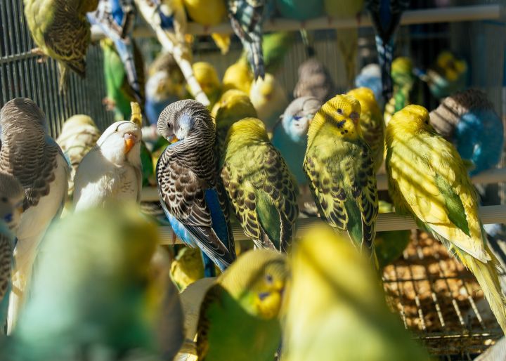 Попугаи какого цвета более разговорчивы?