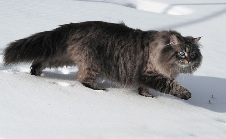 5 интересных фактов о сибирских кошках