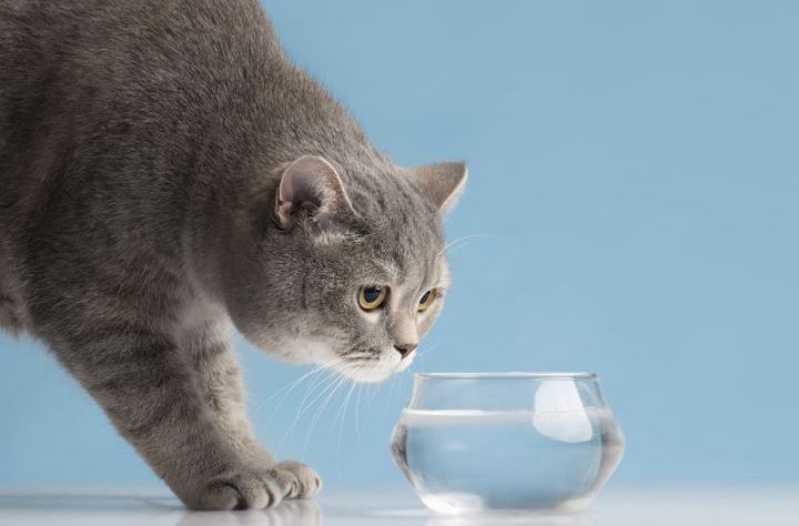 как приучить котенка пить воду