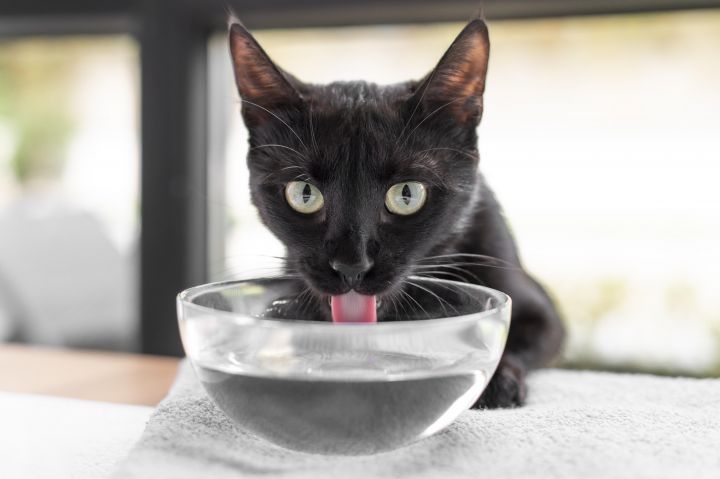 3 опасные причины, почему кошка пьёт лёжа
