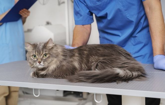 Что нужно знать о стерилизации кошек?