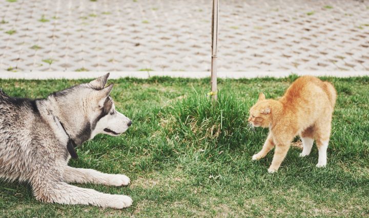 Почему кошки нападают на собак?