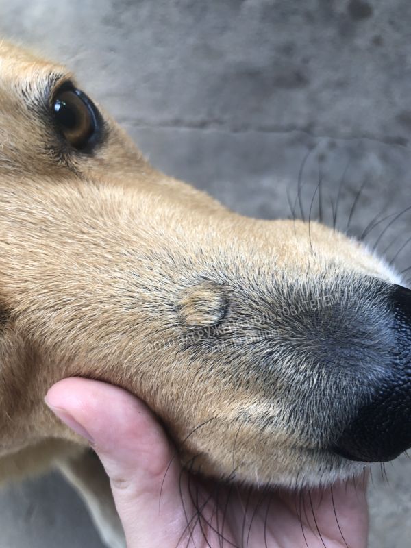 Образование на носу у собаки