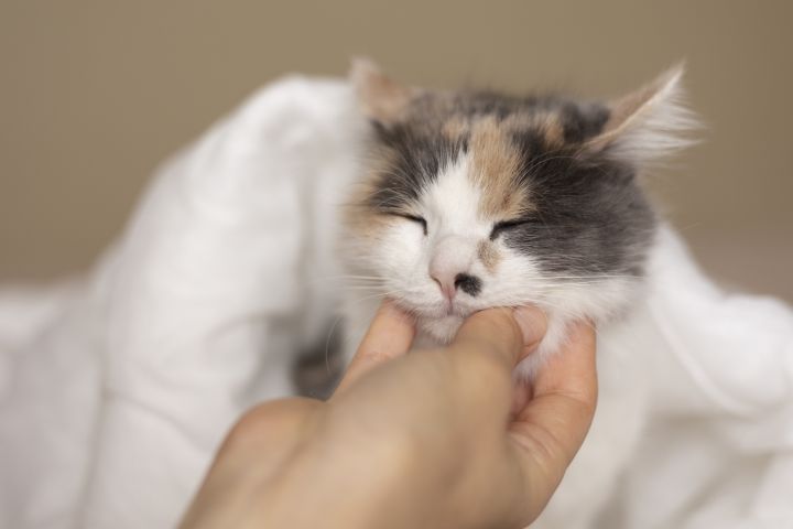 4 причины, почему кот лижет вам руки