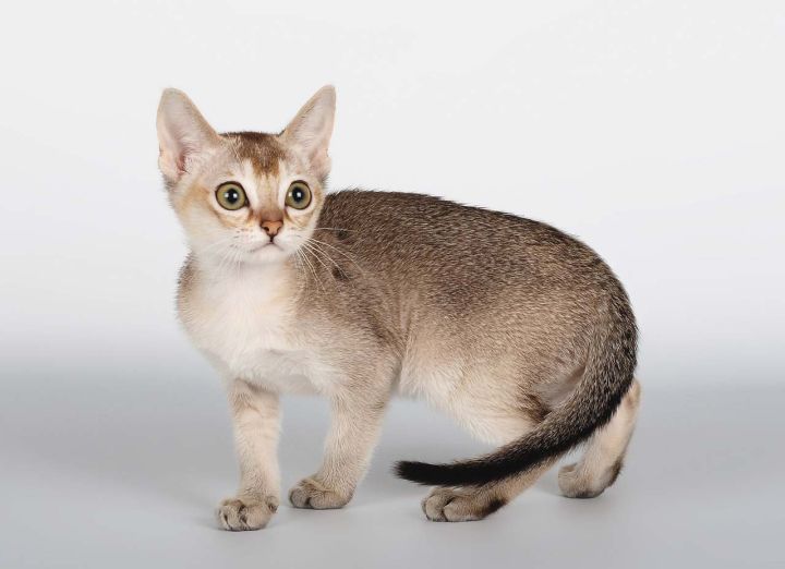 Самая маленькая порода кошек в мире — сингапура