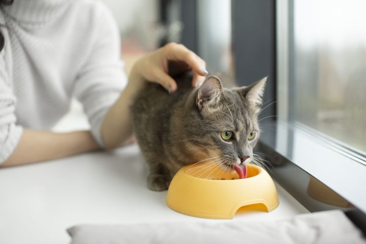Как кошка выбирает себе «хозяина» и «прислугу»