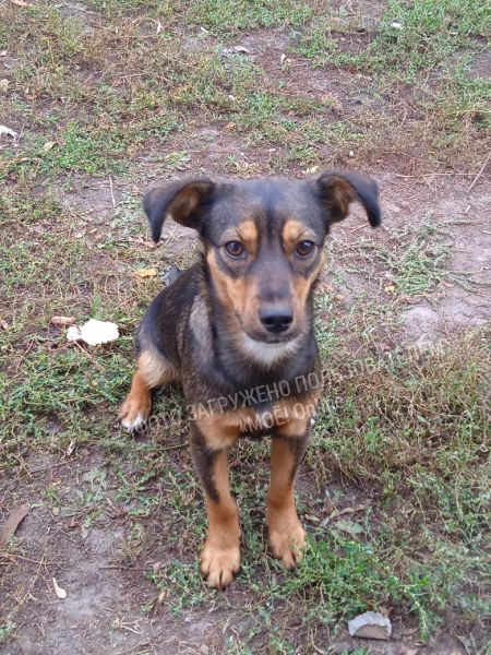 Взрослые собаки в добрые руки.