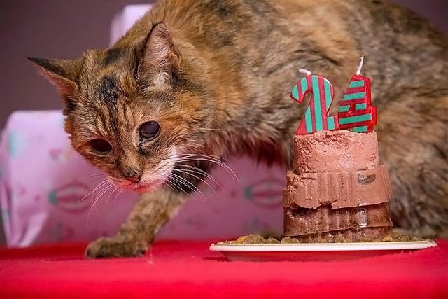 Старейшая кошка в мире отметила 24-летие