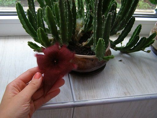 Stapelia flavopurpurea