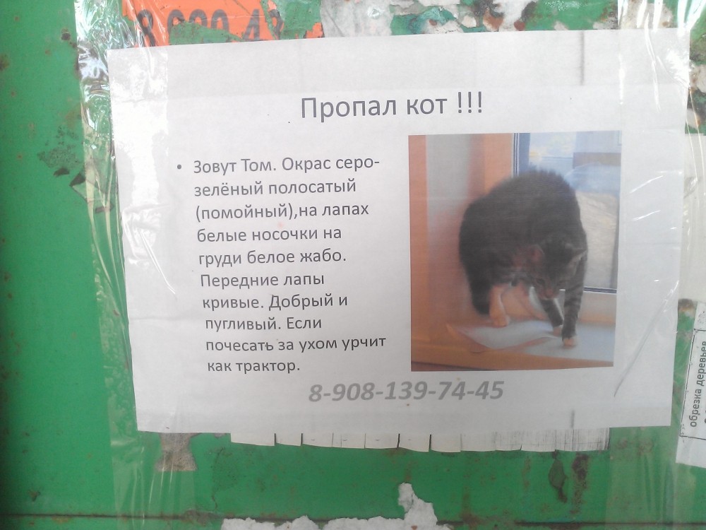 Объявления о животных. Объявление о пропаже кота. Пропажа кота. Объявление о потере кота.
