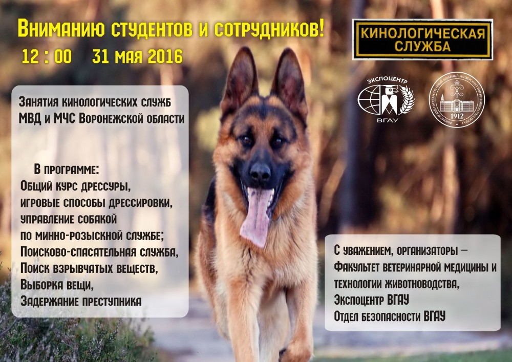 Кинологическая служба презентация