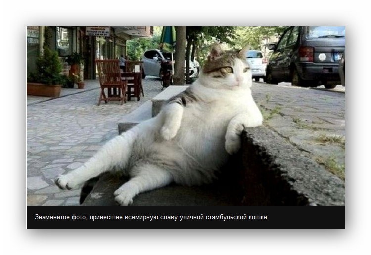 Турецкий город прославившийся кошками. Томбили. Томбили (кошка).