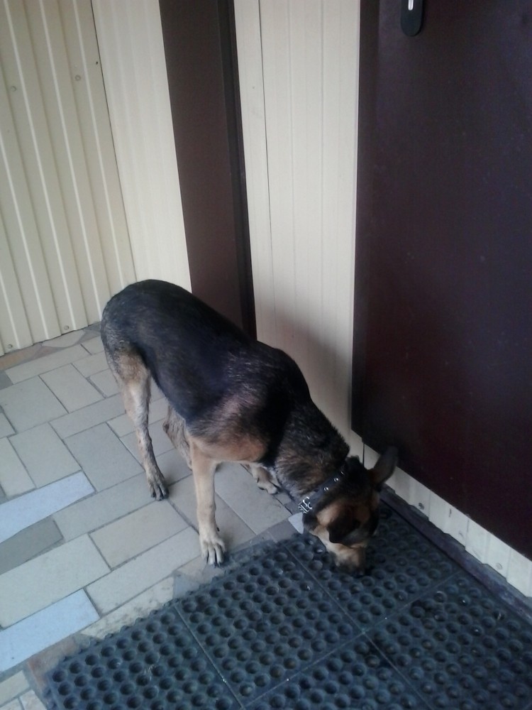 Потеряшки собаки кирове. Небольшие собаки. Потеряшки чихуахуа. Киров собаки потеряшки. Собака лепса.