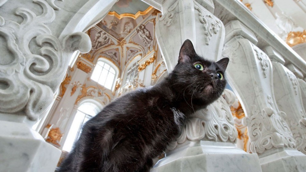 Кошки в санкт петербурге