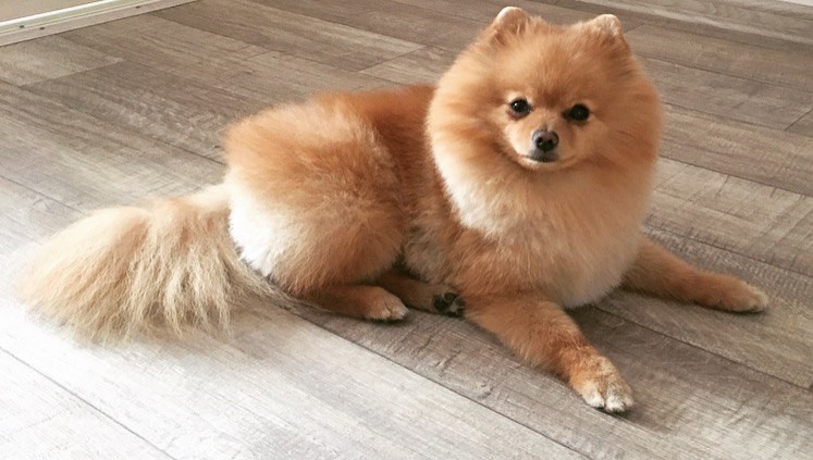 Рене Шпиц Первый Год Жизни Купить