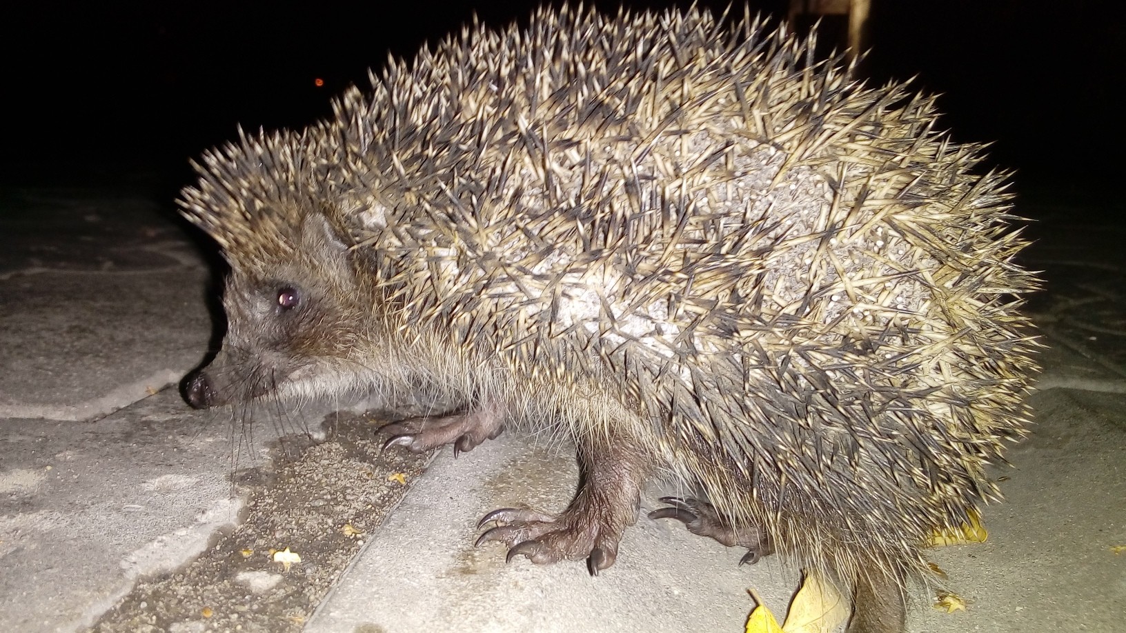 простой ежик. ёжик для срисовки. ежики. хренобус ёж. просто ёжик.