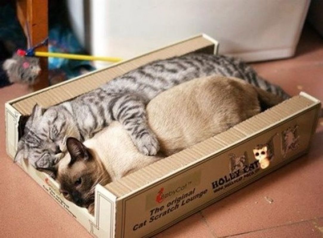 Коробочка С Котиком
