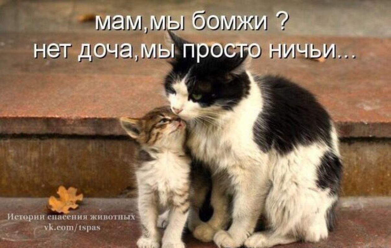 Очень маму хочу. Мы любим кошек. Кошки любят нас. Мама мы бомжи. Жалеть котенка.