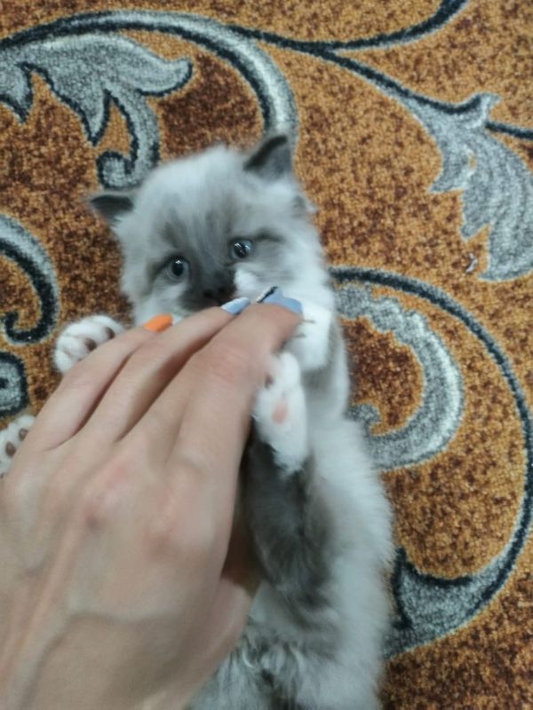 Усолье Сибирское Авито Купить Котенка Или Бесплатно